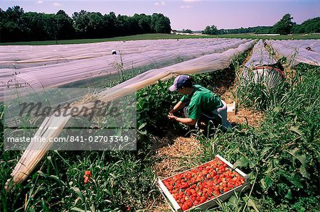 Strawberry picking, England, United Kingdom
