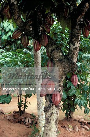 Cocoa pods on tree, Sri Lanka, Asia