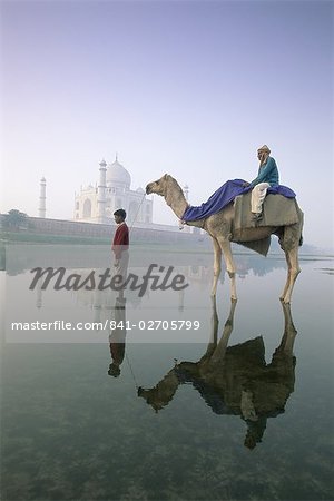 Camel in front of the Taj Mahal and Yamuna (Jumna) River, Taj Mahal, UNESCO World Heritage Site, Agra, Uttar Pradesh state, India, Asia