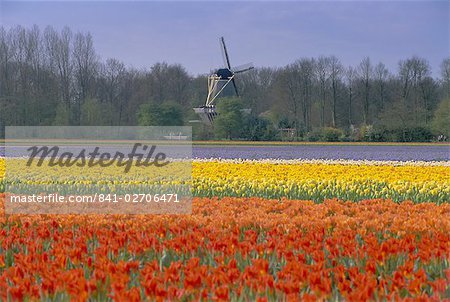 Tulip fields and windmill near Keukenhof, Holland (The Netherlands), Europe