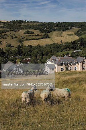 Sheep, Woodmancote village viewed from Cleeve Hill, The Cotswolds, Gloucestershire, England, United Kingdom, Europe