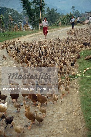 Flock of ducks being driven along a road in Xingwan, Sichuan, China, Asia