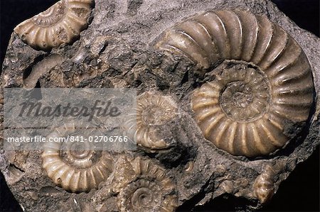 Fossils, ammonites