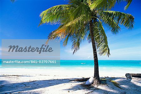 Palm tree, white sandy beach and Indian Ocean, Jambiani, island of Zanzibar, Tanzania, East Africa, Africa