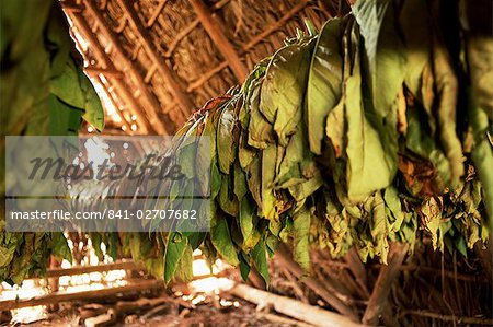 Tobacco leaves on racks in drying shed, Vinales, Cuba, West Indies, Central America