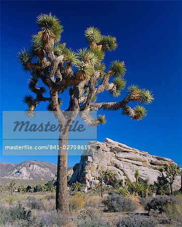 Joshua tree, Joshua Tree National Park, California, United States of America