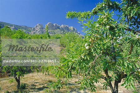 Almond trees in the Sierra de Aitana, Alicante, Valencia, Spain, Europe