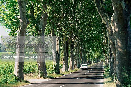 Car on typical tree lined country road, near Pezenas, Herault, Languedoc-Roussillon, France, Europe