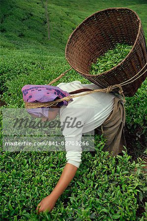 Nepali tea picker, Gielle Tea Garden, Darjeeling, West Bengal, India, Asia