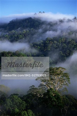 Aerial view of the canopy of virgin dipterocarp rainforest, Danum Valley Conservation Area, Sabah, Malaysia, island of Borneo, Southeast Asia, Asia