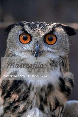 European eagle owl (Bubo Bubo), New Forest Owl Sanctuary, England, United Kingdom, Europe