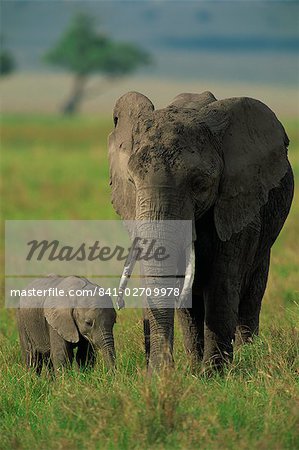Female and calf, African elephant, Masai Mara National Reserve, Kenya, East Africa, Africa