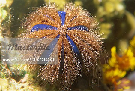 Sea urchin, Sabah, Malaysia, Borneo, Southeast Asia, Asia