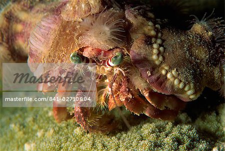 A decorator crab camouflages himself by attaching living sponges and anemones, Sabah, Borneo, Malaysia, Southeast Asia, Asia