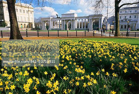 Daffodils in Hyde Park near Hyde Park Corner, London, England, United Kingdom, Europe Daffodils in Hyde Park near Hyde Park Corner, London, England, United Kingdom, Europe