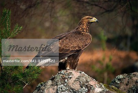 Portrait of a golden eagle, Highlands, Scotland, United Kingdom, Europe