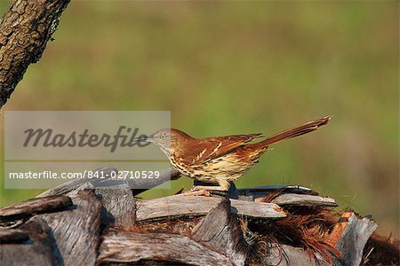 Brown thrasher, South Florida, United States of America, North America