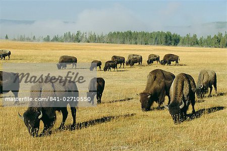 Bison grazing in Yellowstone National Park, Wyoming, United States of America
