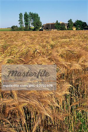 Crop of ripe cereals and thatched buildings behind, Hule Farm Village Museum, Funen, Denmark, Scandinavia, Europe