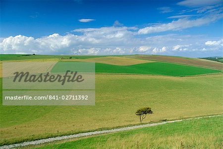 South Downs, East Sussex, England, United Kingdom, Europe