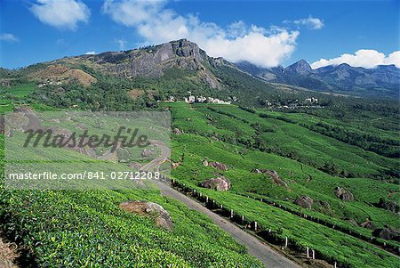 Landscape of tea gardens or plantations, and mountains, in the Tea country high in the Western Ghats, near Munnar, Kerala, India, Asia