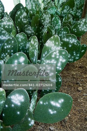 Infested pads of cactus used to raise the Cochineal beetle for making red dye, Oaxaca, Mexico, North America