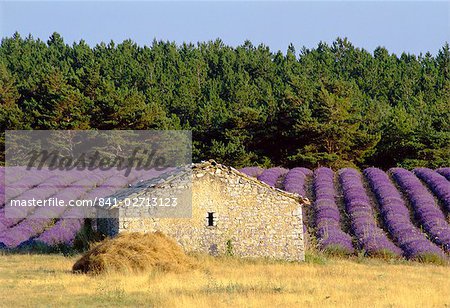Stone building in lavender field, Plateau de Sault, Haute Provence, Provence, France, Europe