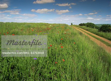 Landscape near Clecy, Basse Normandie (Normandy), France, Europe