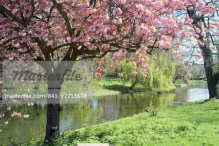 Blossom, Regents Park, London, England, United Kingdom, Europe