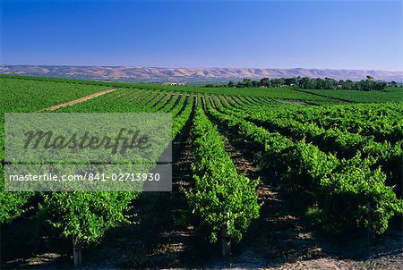 McLaren Vale-Oliverhill Wines vineyards, South Australia, Australia