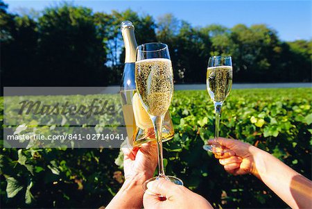 Vineyards, Champagne, France