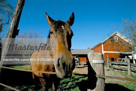 Horse and farm, near Kent, Connecticut, New England, United States of America, North America