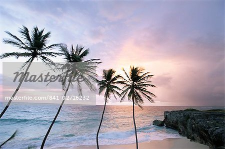 Four palm trees on coast, Barbados, West Indies, Caribbean, Central America