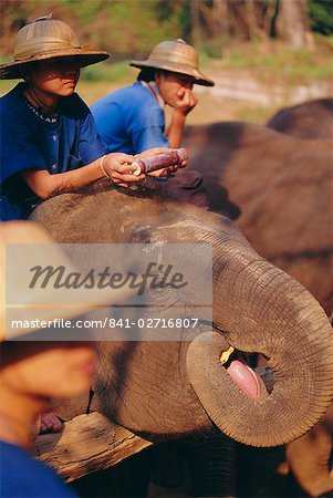 Elephants, Chiang Mai, Thailand