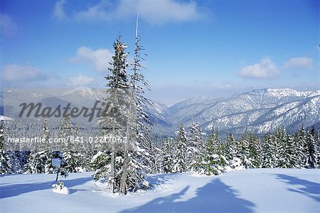 The snow covered pines form a regular pattern along a trail in the Demanovska Valley, Low Tatra Mountains, Slovakia, Europe