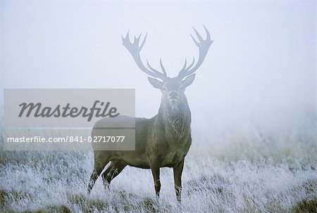 Red deer (cervus elaphus) stag at dawn during rut in September, United Kingdom, Europe