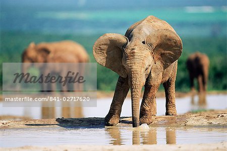 Young African elephant, Loxodonta africana, at waterhole, Addo National park, South Africa, Africa