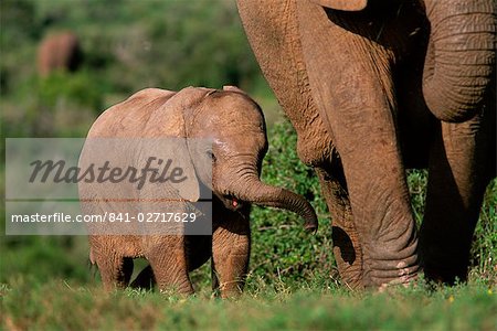 Young African elephant (Loxodonta africana), Addo National Park, South Africa, Africa