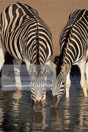 Two Burchell's zebra (Equus burchelli) drinking, Mkhuze Game Reserve, South Africa, Africa
