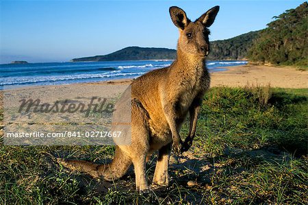 Eastern grey kangaroo (Macropus giganteus) on beach, Murramarang National Park, New South Wales, Australia, Pacific