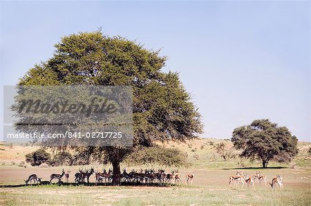 Herd of springbok (Antidorcas marsupialis), Kgalagadi Transfrontier Park, Northern Cape, South Africa, Africa