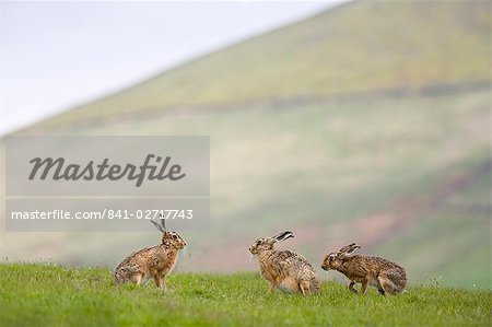 Brown hares (Lepus europaeus), Lower Fairsnape Farm, Bleasdale, Lancashire, England, United Kingdom, Europe