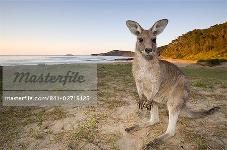 Eastern Grey Kangaroo, (Macropus giganteus), Pebbly Beach, Marramarang N.P., New South Wales, Australia