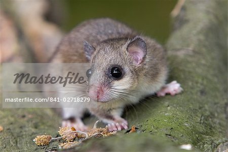 Fat Dormouse, (Glis Glis), Osnabrueck, Niedersachsen, Germany