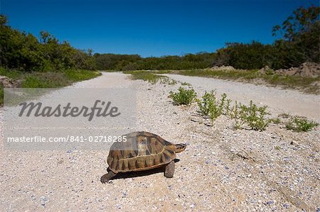 Geometric tortoise (Psammobates geometricus), west coast, South Africa, Africa