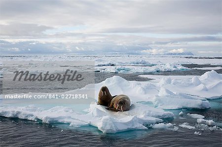 Walrus (Odobenus rosmarus) on pack ice, Spitzbergen, Svalbard, Norway, Scandinavia, Europe