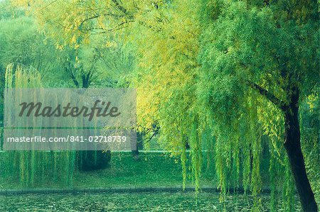 Trees and lake, Purple Bamboo Park, Beijing, China, Asia