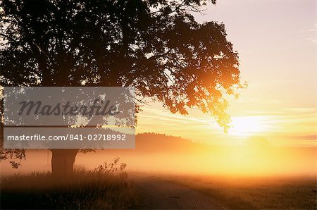 Tree and morning fog, Bavaria, Germany, Europe