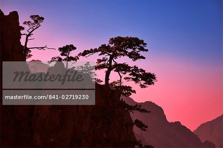 Pine trees, White Cloud scenic area, Huang Shan (Mount Huangshan) (Yellow Mountain), UNESCO World Heritage Site, Anhui Province, China, Asia