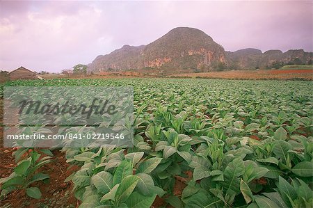 Tobacco plantation, Cuba, West Indies, Central America